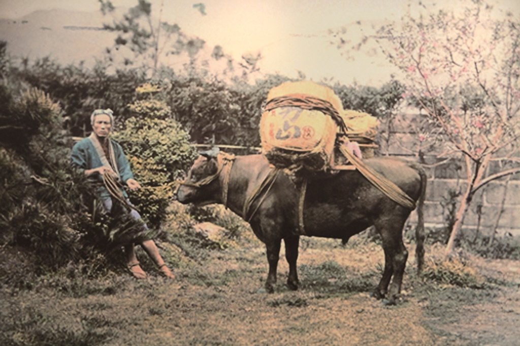 MarbleRanch's tweet photo. Wagyu cattle are the result of crossing of the native cattle in Japan with imported breeds.  Crossing began in 1868. https://t.co/Wzg3wjEGPU