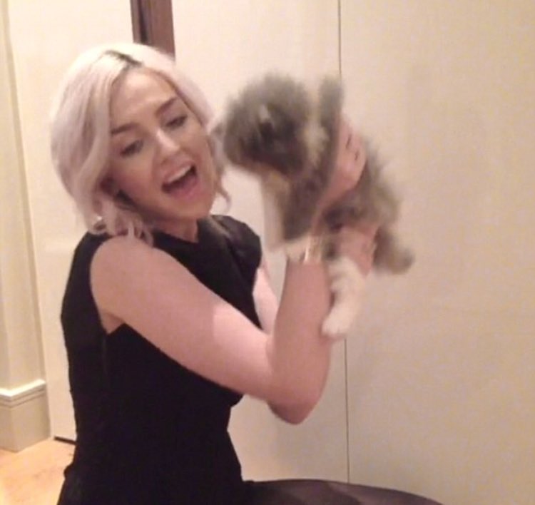 acnhwasa's tweet photo. "I'd spend all nine lives with you." 🐾❤️ @LittleMix #RipPrada https://t.co/rvfiHTLUaO