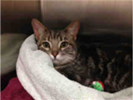 PetfindToronto's tweet photo. #ROYALYORK #DUNDASSTW Pls RT2unite #FOUND #CAT-1/21 #Toronto Animal Services A764752 #WEST 416-338-6271 Grey tabby DSH/M/3Yr https://t.co/OnSXCN1fVx