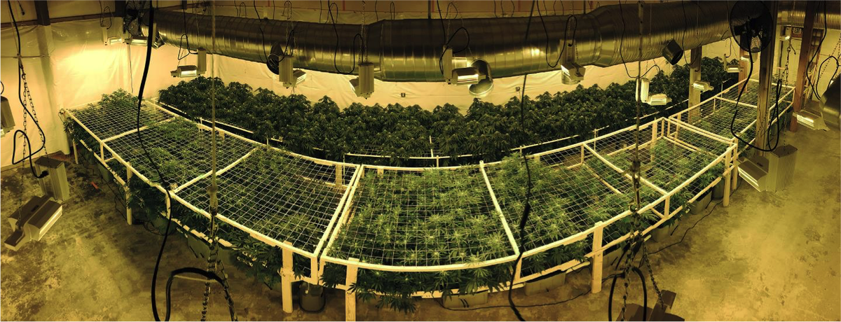 GreenRushUS's tweet image. Newly available #I502 #Licenses for sale, including a #T2 P/P for $200K! green-rush.us/i-502-licenses…