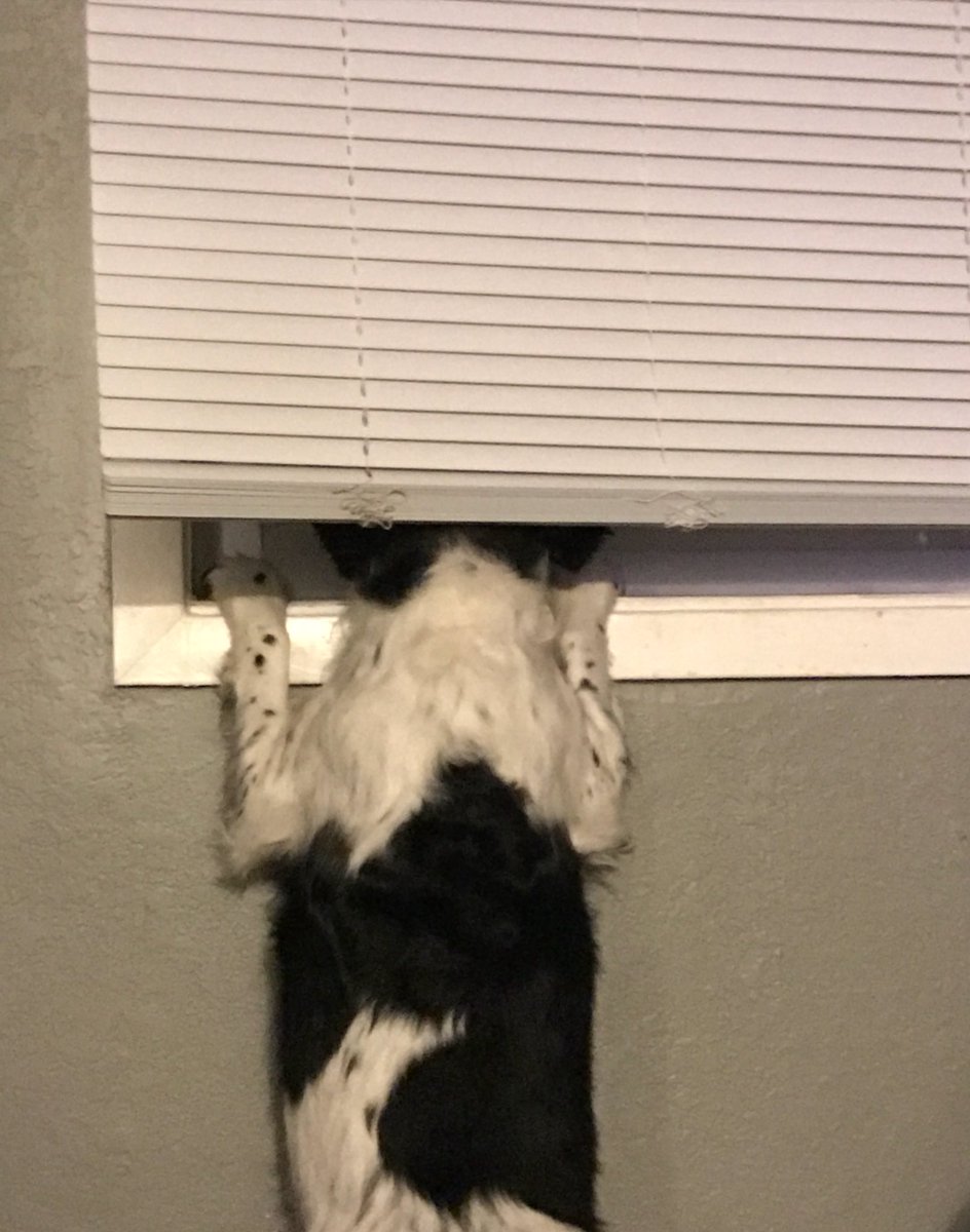SidneySpaniel's tweet photo. Spying on the neighborhood #YourDailySid #SiddyintheCity #dogslife https://t.co/gpB9FRYZwn