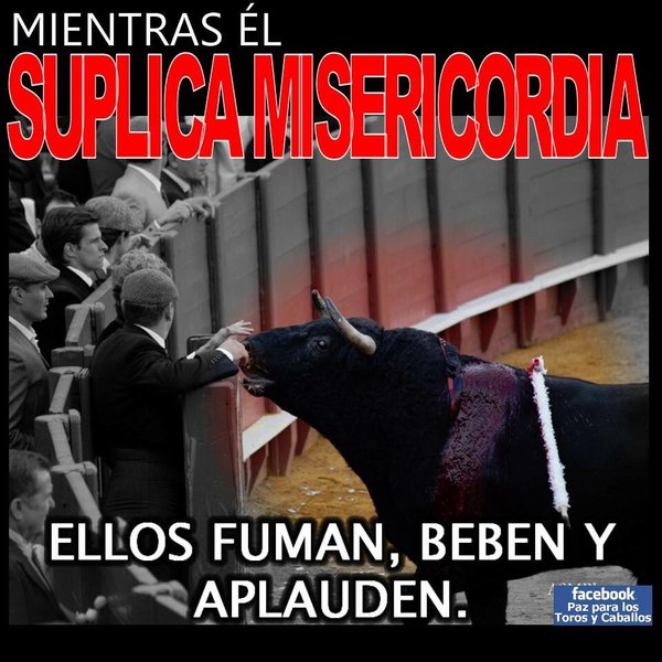 AntonioM646's tweet photo. Cuando el toro reconoce a su dueño se acerca a pedirle misericordia, mientras los salvajes beben, se ríen y aplauden

¿Acaso no tienen alma? https://t.co/dsJglxtz39