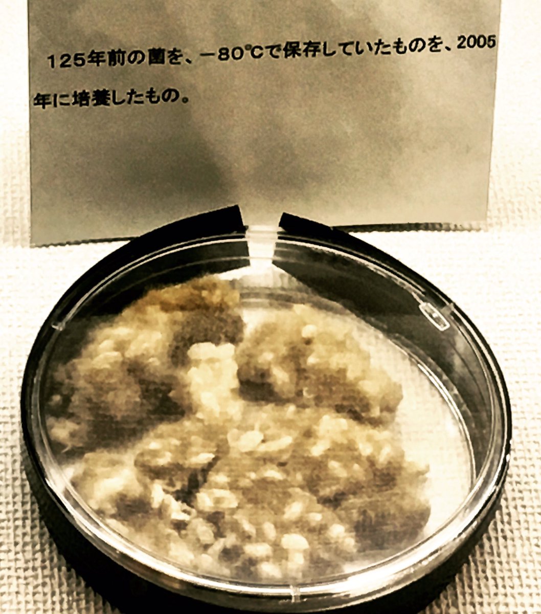 GastroRosaRivas's tweet photo. Koji con 125 años de antigüedad. #sake #koji #NRIB #japan #hiroshima #jsstour https://t.co/CjHAZ9248w