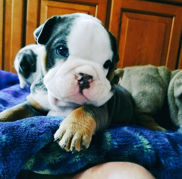 ComicalPollster's tweet photo. Teeny-weeny Blue 💙🐶 https://t.co/gddIsFtIOP
