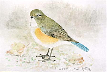 💚8年前の今日(2009.1.24)は、鳥類園で「ルリビタキ ♀」をスケッチ