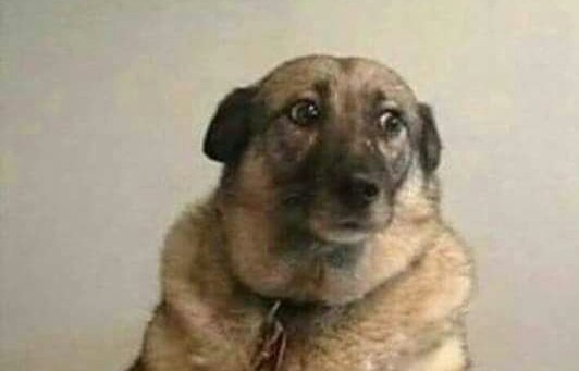 LenchaTextual's tweet image. Cuando mi mejor amiga buga me dice "Pero tu si me quieres de verdad, no como ellos que solo me quieren besar"