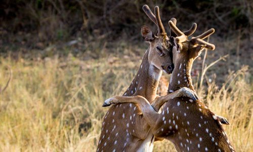 Global Times on Twitter: "Dear deer Two deer hug each other in India's  Bandipur National Park on December 24, 2016. Photo: CFP  https://t.co/Ygio3uWLua https://t.co/2fwSchQzQC" / Twitter