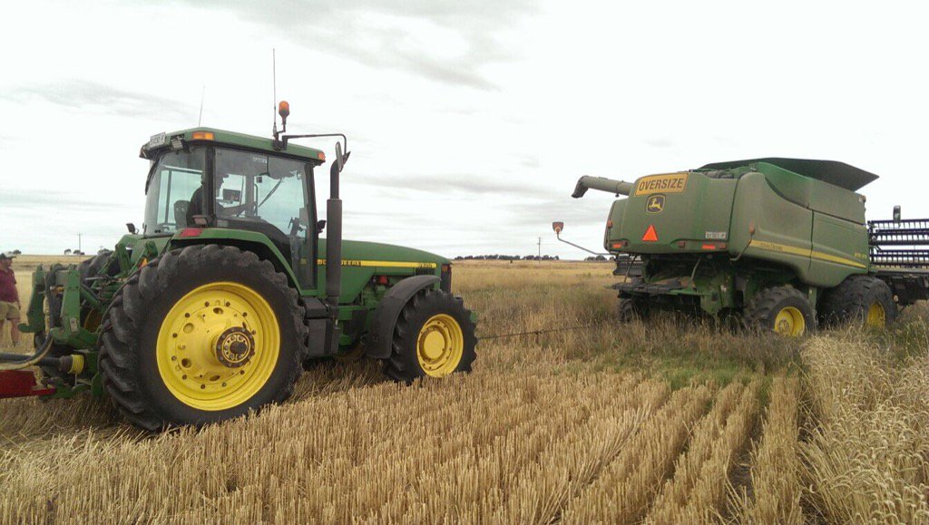 Trying to harvest red wheat. Still a bit wet.