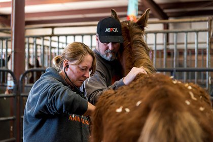 CVEWC's tweet photo. The Veterinarian’s Role in Equine Abuse Investigations https://t.co/lfWf1Gn3FQ https://t.co/bIpNYvAWLE