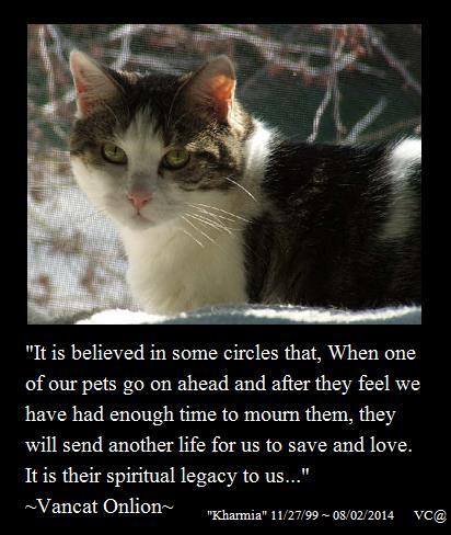 ROKitties's tweet photo. When you are ready, just ask or, visit your local shelter and save another ♥ https://t.co/bnriuejdXR