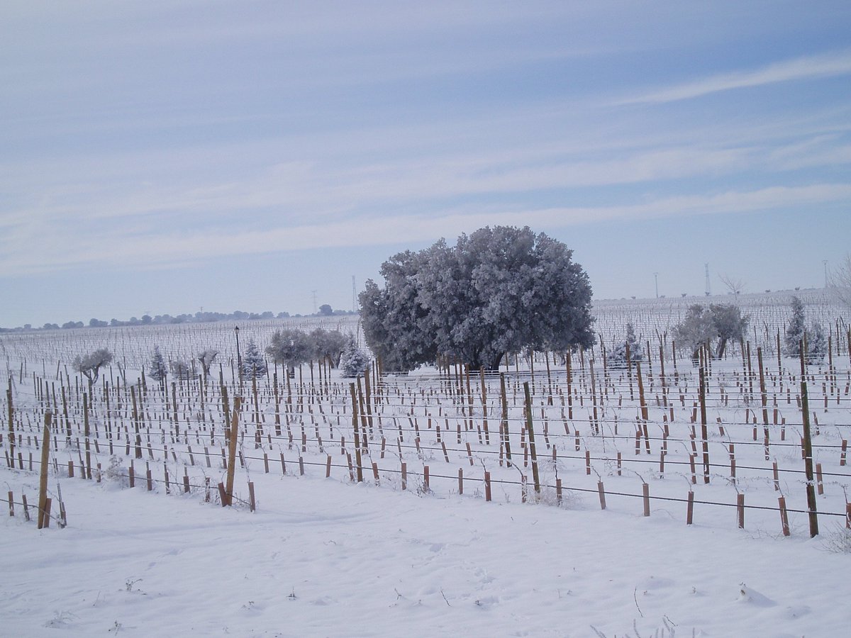 BodegaAljibes's tweet photo. #FelizMartes Y lo bonita que está #FincaLosAljibes cubierta de blanco? #Enoturismo #Albacete #WineLover #PhotoOfTheday #LifeStyle #Igers https://t.co/lwxtDvasub