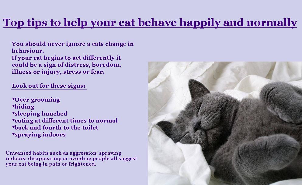 VictoriaVets_'s tweet photo. Now you've provided your cat with a calm environment what #behavior should you look out for? @Completely_Cats @BestForCats @CatsAndDogsTips https://t.co/G8lVWHBPph