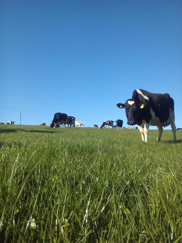 thisisdairy's tweet photo. Just can't get enough #dairy? Sign up to #Moosflash for all your dairy needs https://t.co/9P47IbKTW6 https://t.co/TIUqmP2p24