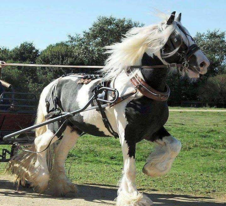 MurphysMagic8's tweet image. Just arrived today the stunning new stallion Domino 😍