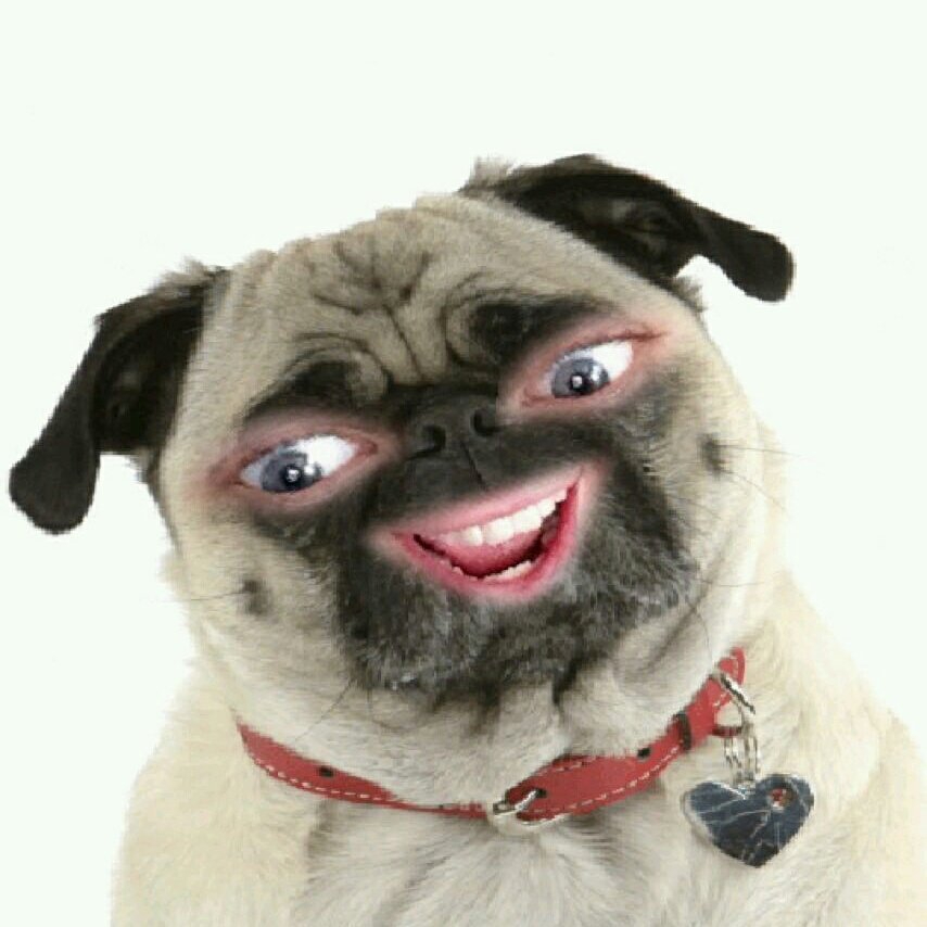 #NewProfilePic #IDidntChooseThePugLyfe