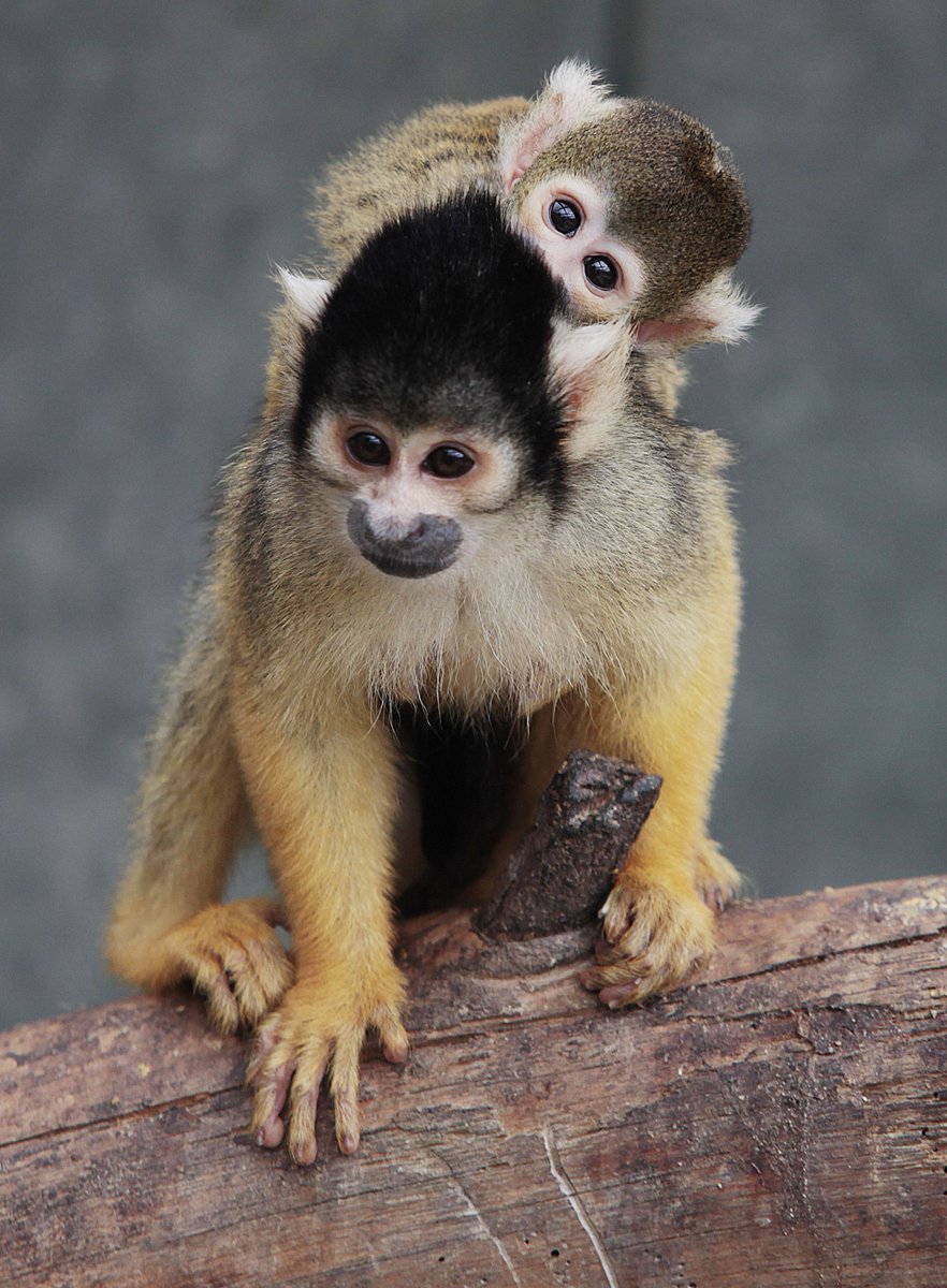 MartinaRosemann's tweet photo. Skull monkeys #skullmonkey #monkey #totenkopfäffchen https://t.co/Rf7T1c1a36