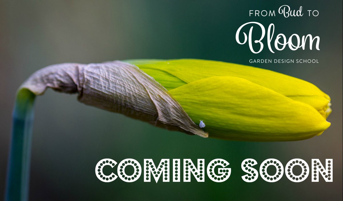 EDGardensUK's tweet image. More info please email info@budtobloom.co.uk #budtobloom #gardendesign #springplanter #daffodils #leighonsea ow.ly/Qz7H307Z9Gv