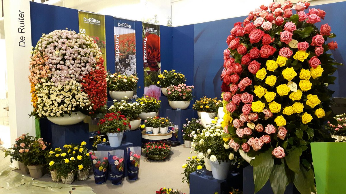RuiterRoyal's tweet photo. Royal De Ruiter ready to go at #IPM Essen 2017 meet our team and visit us at stand 1D12.21 #gardenrose #potrose #cutrose https://t.co/u2nmSJZPrl