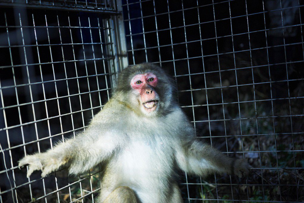 Uzivatel 幡野 広志 Na Twitteru 取材先で猿が罠にかかった この地域では捕獲するとgpsをつけて生態調査をするそうだ 怯え方が人間によく似ていた 猫や犬 や猿など関係性や遺伝子レベルが人間に近ければ近いほどかわいそう感が増える その逆はゴキブリやスズメバチ