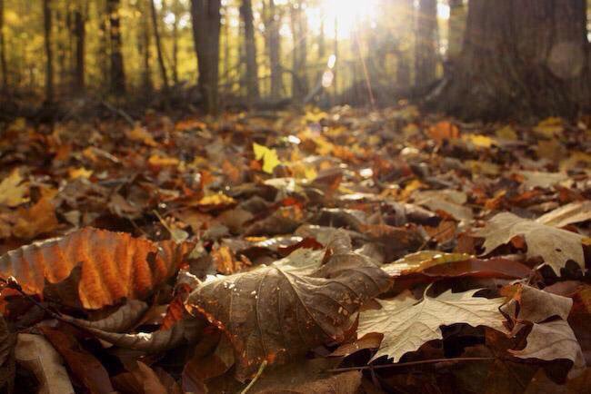 __Noor_313's tweet photo. بعض القلوب كـ أوراق الخريف الجافة
🍁🍂
  
مهم�� رويتها لن تخضر ابدا ، فلا ترهق 
🍂🍁

نفسك واتركها للرياح " 🍁🍂🍁🍂🍁🍂🍂🍁🍂🍁🍂🍁 https://t.co/dU7kVXCj3G