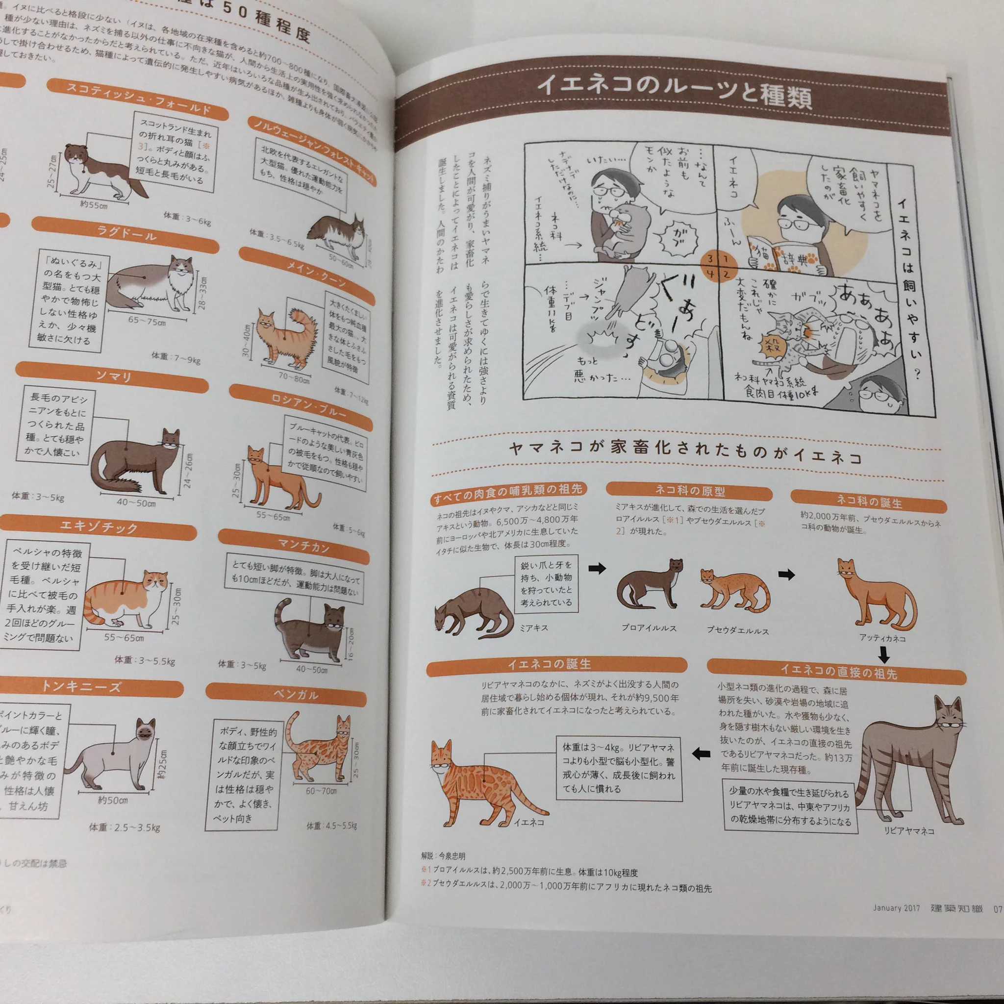 建築知識wネコについての知識多すぎwww