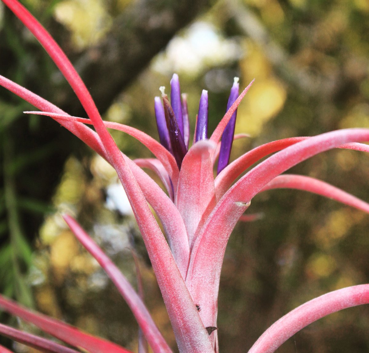 Can you identify this plant?