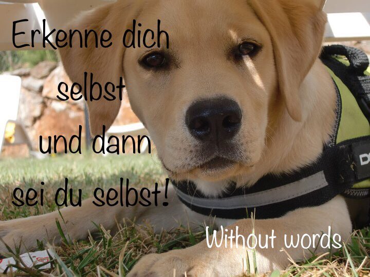 _without_words_'s tweet photo. #tierkommunikation #tiergespraeche #comunicazioneconanimali #mittierenreden #tierkommunikatorin #tiertelepathie #tiereverstehen https://t.co/7QVo3wvjs3