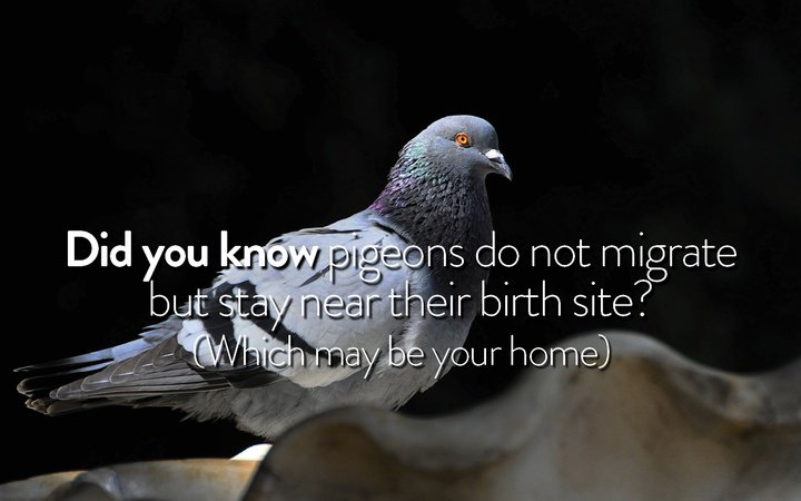 DirectSolarCare's tweet image. #TuesdayMotivation
#DidYouKnow #pigeons do not migrate but stay near their birth site? 
(Which may be your home). 
Call today for removal!