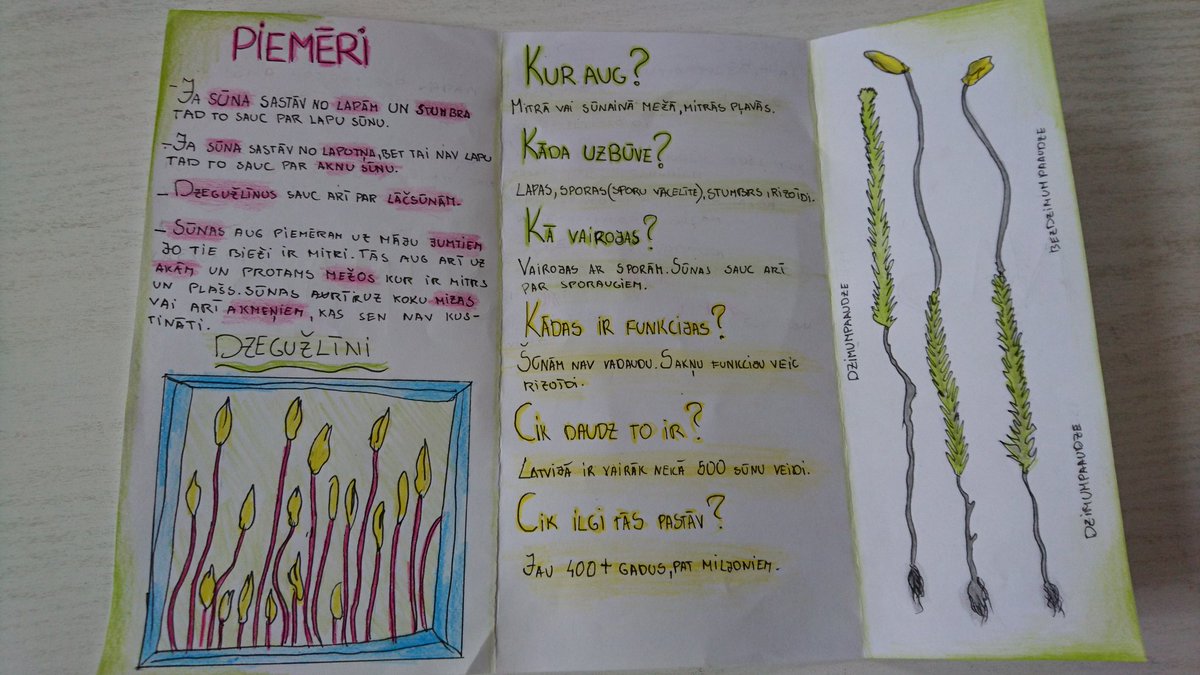 MadaraPelnena's tweet photo. @AneteEberlina skol. iepriekš biol. grupās veidoja bukletus par sporaugiem,tagad ar #stacijumetodi māca viens otru un mācās paši #sadarbība https://t.co/Of3EISiXzy