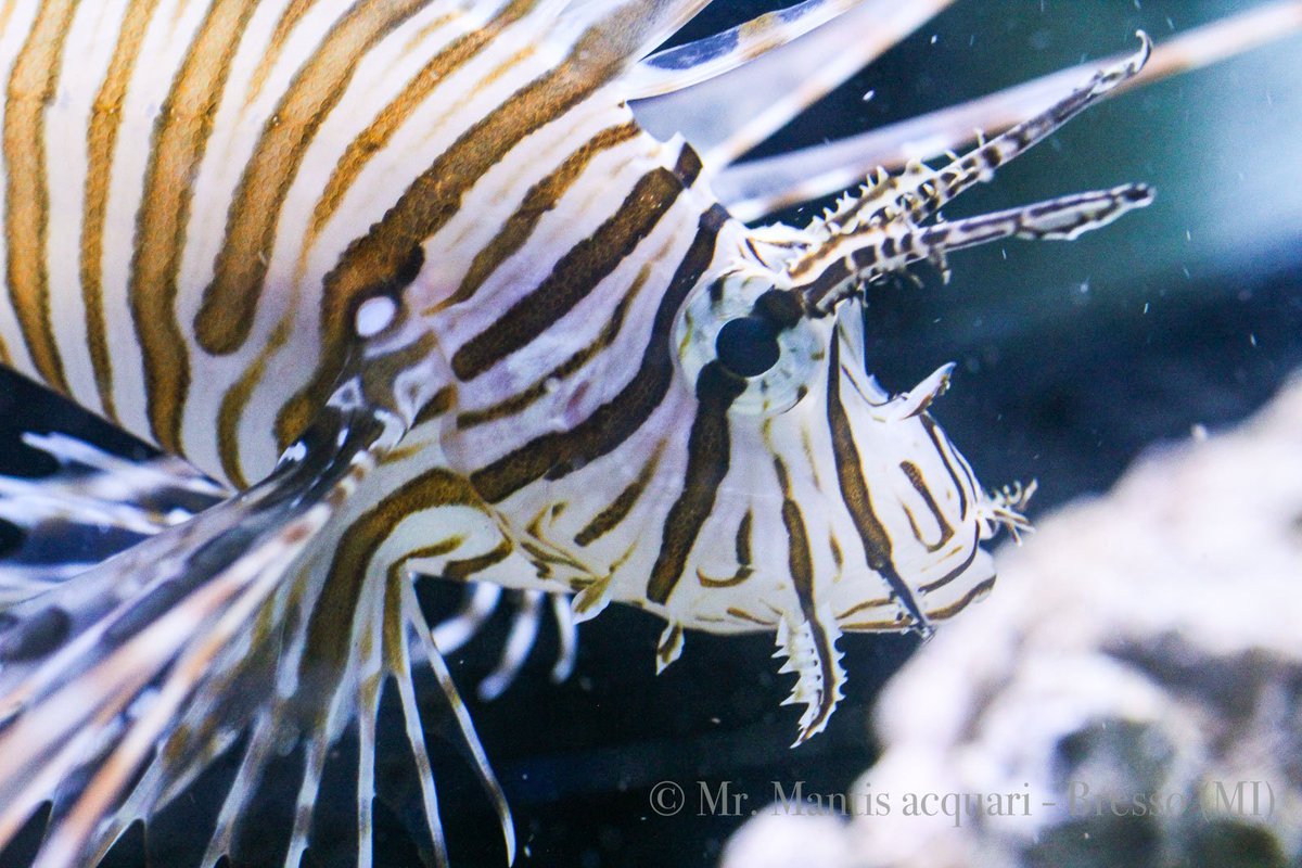 MantisAcquari's tweet photo. Salutiamo lo #Pterois. Un cliente se ne è innamorato perso. Si capisce, visto quant'è bello. 
Non allarmatevi: troveremo un degno sostituto https://t.co/eUIf4xJVQM