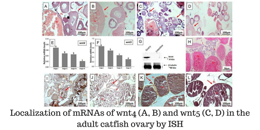 JEndocrinology's tweet image. Expression of #wnt4/5 during catfish #reproductivecycle. A plausible influence of #Wnts in #ovariandevelopment? ow.ly/ErAE306FeLF