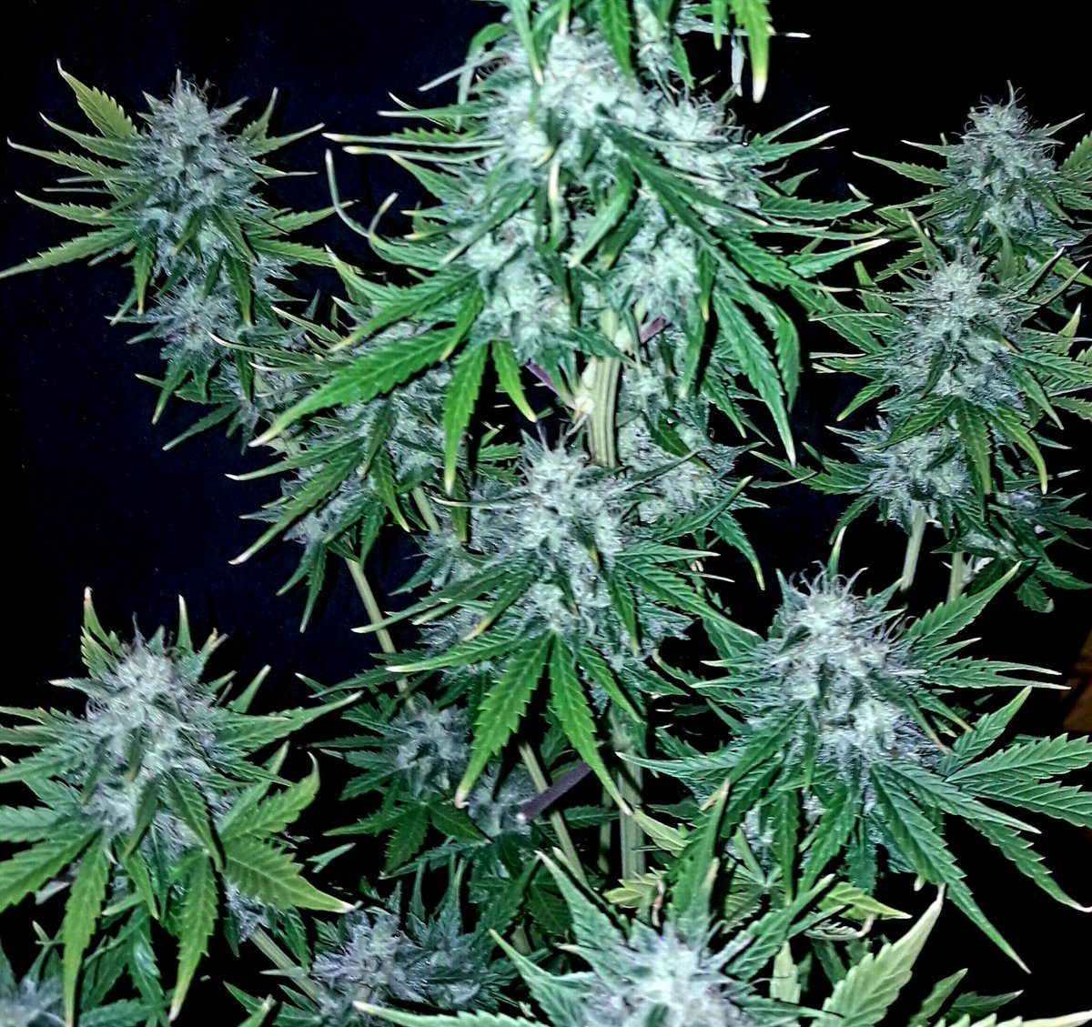 AdrycManellson's tweet photo. Weed Sea @GeaSeeds @Adler_Sinclair @ElBosquedeMaria @ElGrowdeMaria @HuertoUrbanGrow @CARAMELGROWSHOP @Supacrop @Cultivaunaidea #AK47Auto.:)) https://t.co/CR3Rqox9bb