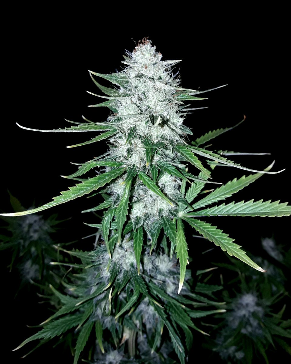 AdrycManellson's tweet photo. Weed Sea @GeaSeeds @Adler_Sinclair @ElBosquedeMaria @ElGrowdeMaria @HuertoUrbanGrow @CARAMELGROWSHOP @Supacrop @Cultivaunaidea #AK47Auto.:)) https://t.co/CR3Rqox9bb