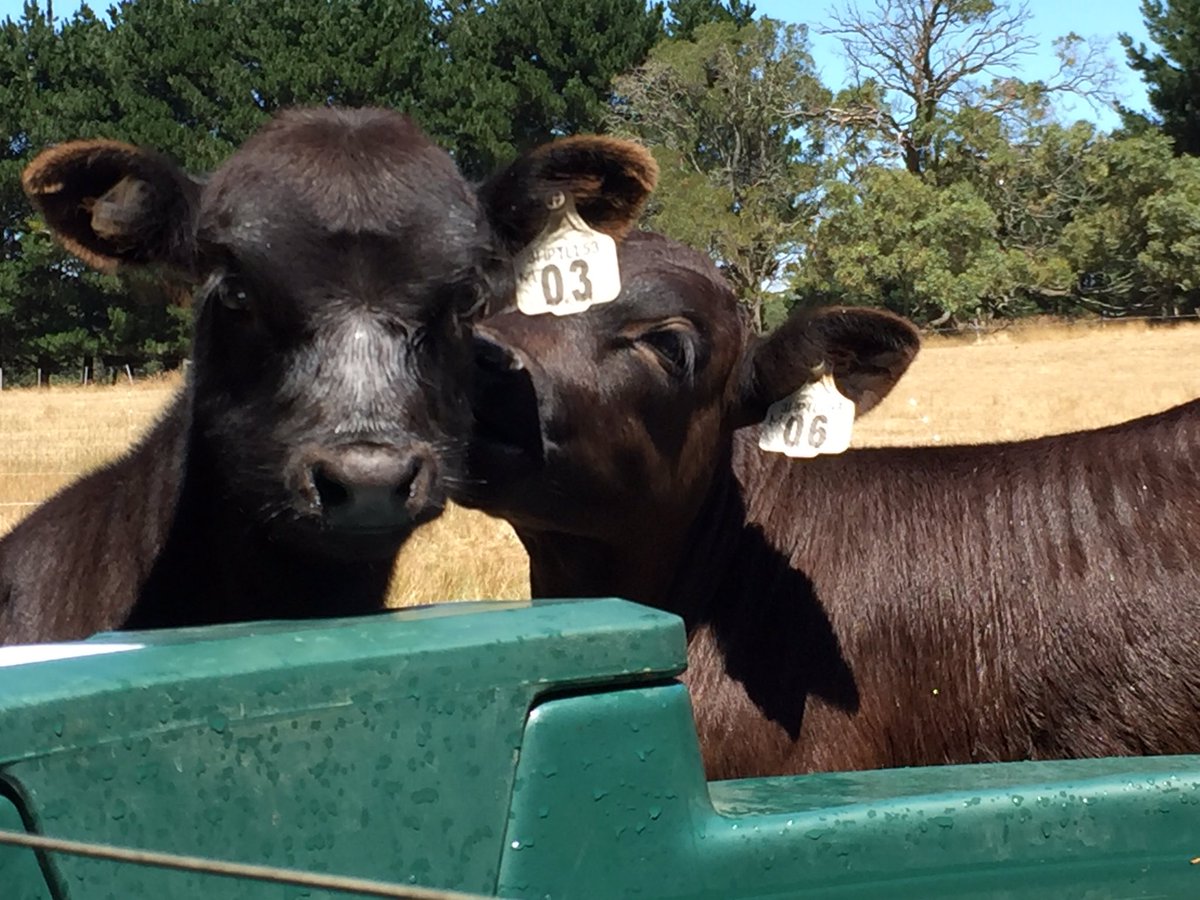 Surprise and Jack saying hello over the water trough today.
