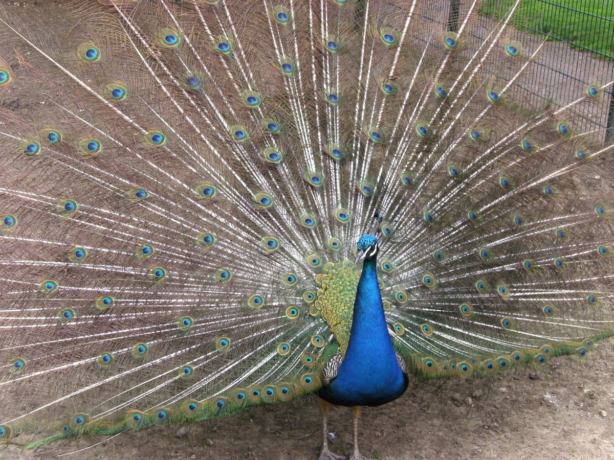 Don Harrison tweet media