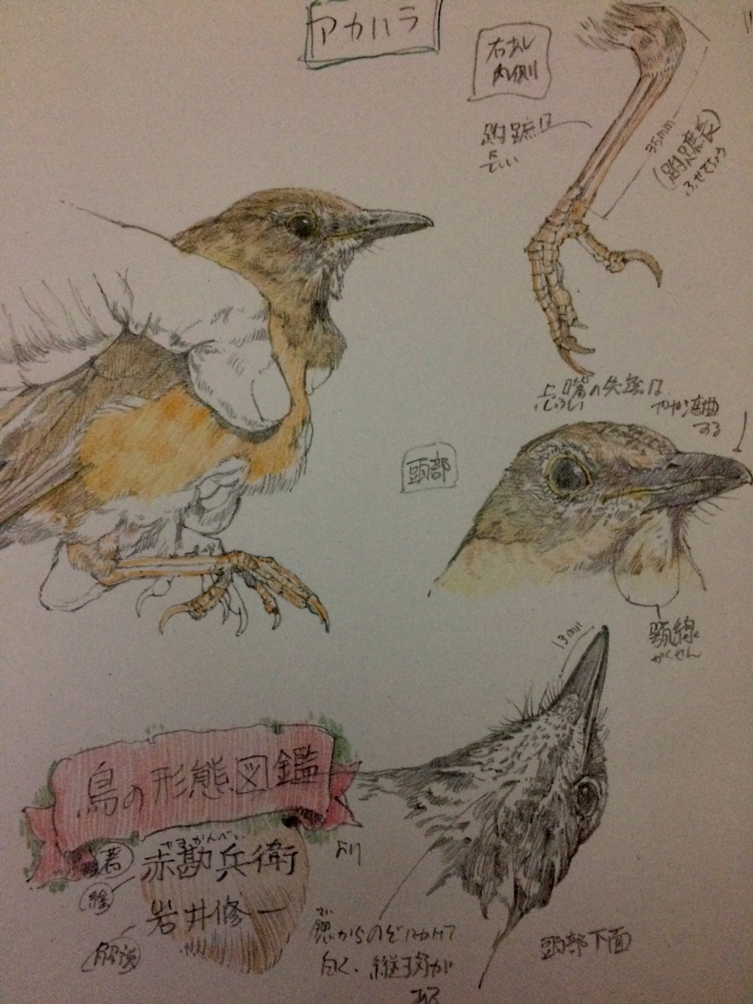 下田健太郞@ASOBIZUKURI в X: „[ 鳥の形態図鑑 著 (絵と文)赤