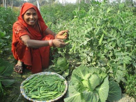 AimLucknow's tweet photo. Ms.Jaidevi, women farmer of Mitauli, Lakhimpur Kheri, UP collecting peas from her field to sell in the market https://t.co/8gX6iFfUNI