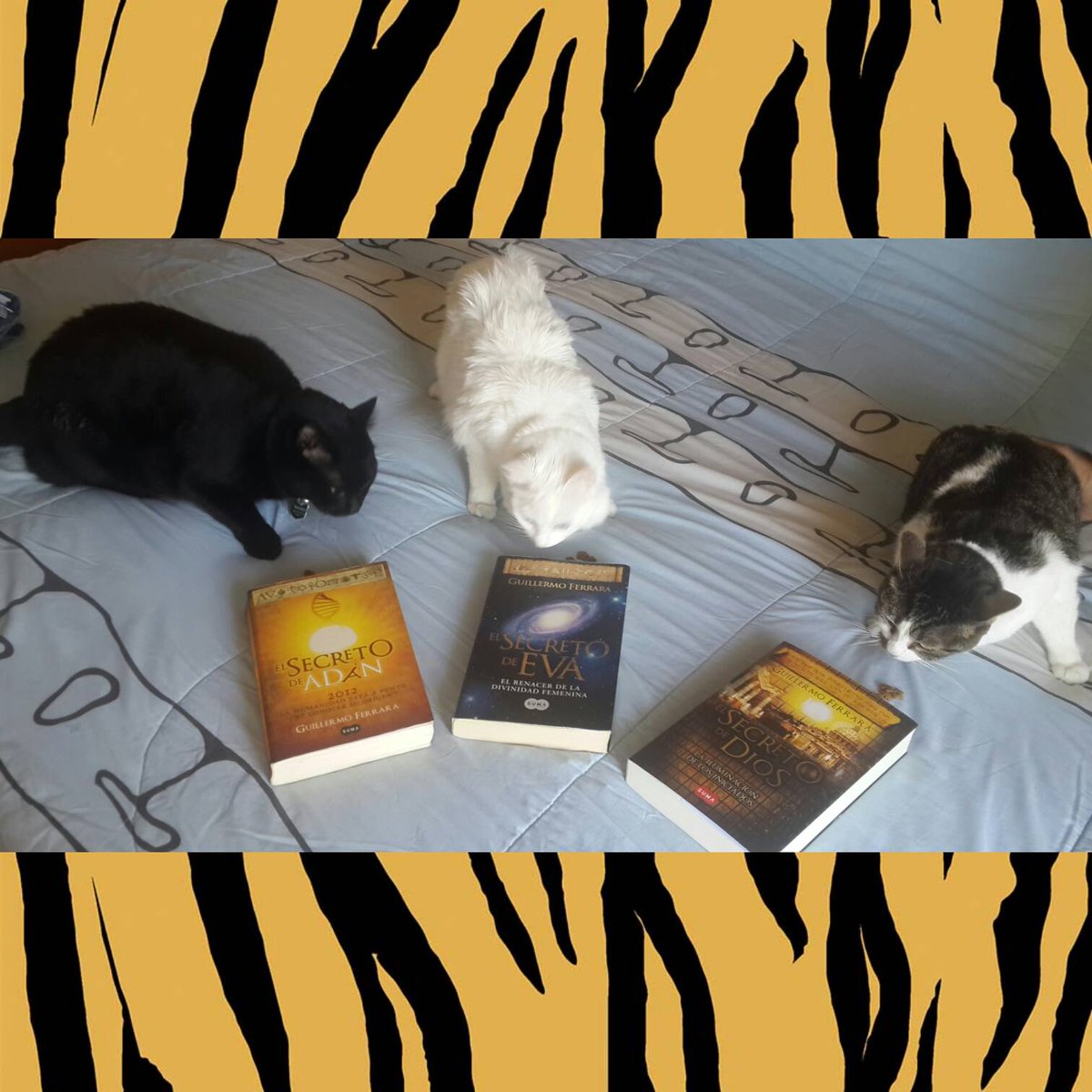 GuilleFerrara's tweet photo. ¿Qué tendrán estos libros para también atraer a los gatos?
#ElsecretodeAdan #ElsecretodeEva #ElsecretodeDios @MegustaleerCo @megustaleermex https://t.co/rx9qWoSVDC