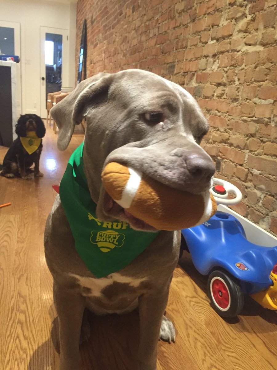 puppy bowl dave salmoni