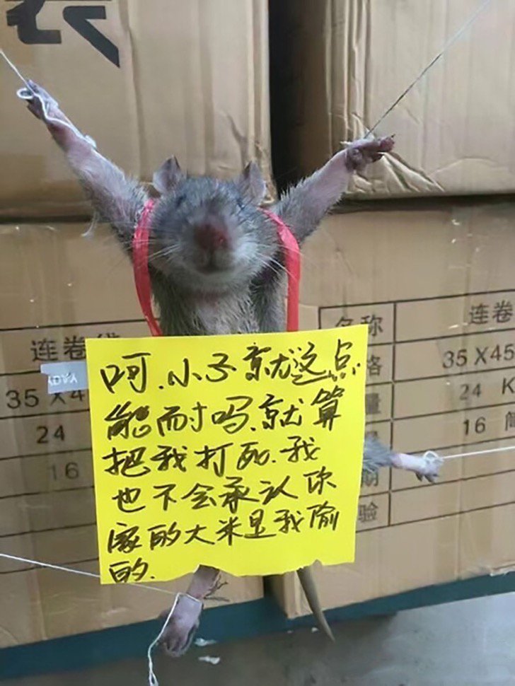 entripeoweb's tweet photo. #India | Ratón fue atrapado mientras comía los alimentos de una tienda https://t.co/IllKCXf0Wf 😁😂🤣 https://t.co/PFgwokcUAv