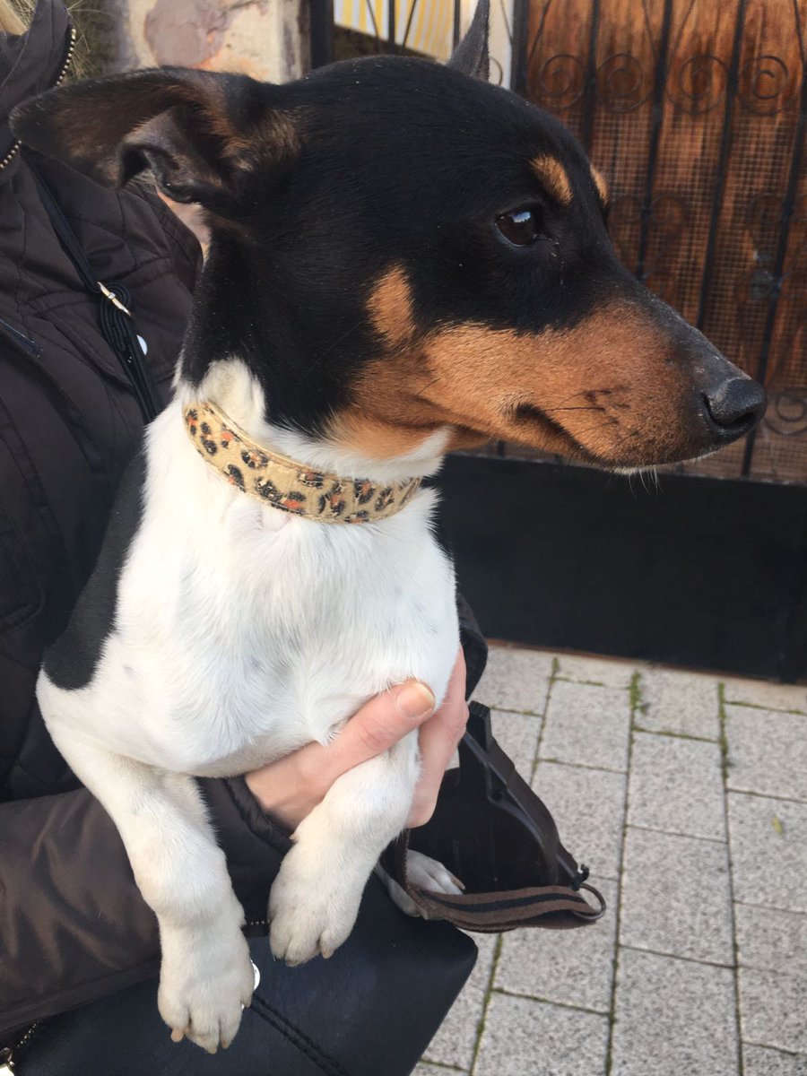 Tenemos este perro perdido en c/ Cuatro Vientos. Buscamos a su dueño. ¿Colaboráis con nosotros y lo encontramos pronto?