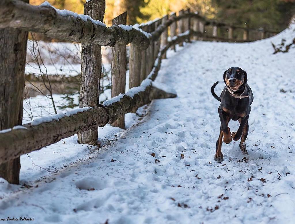 Macfan1963's tweet photo. Running on The Snow #dobermann #dobermannlove #dobermannpuppy #snow #vallediledro #alfaggio #valconcei https://t.co/sFZKPwb9Ab