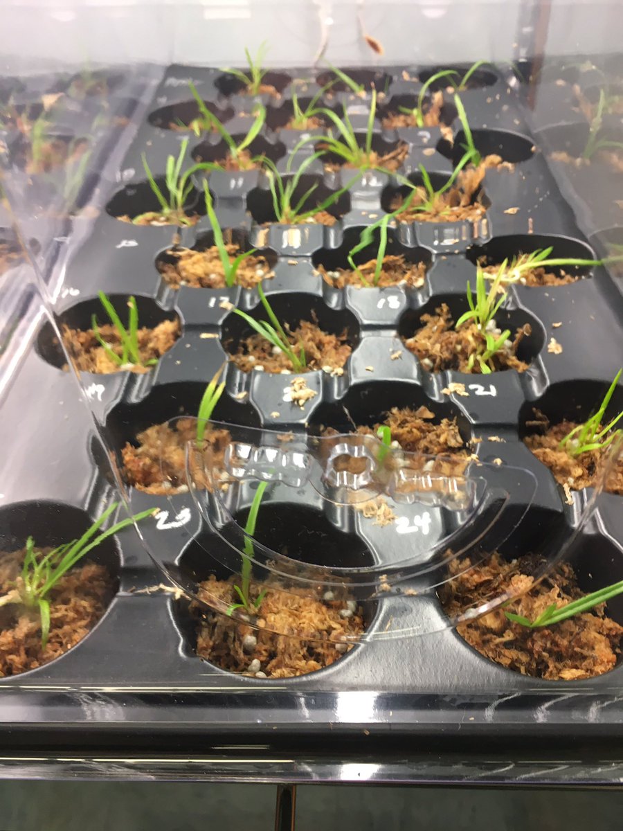 The orchids are thriving after the first week, all the plants seems to be growing normally and healthily! <a href="/millionorchid/">MillionOrchidProject</a> Hialeah-Miami Lakes