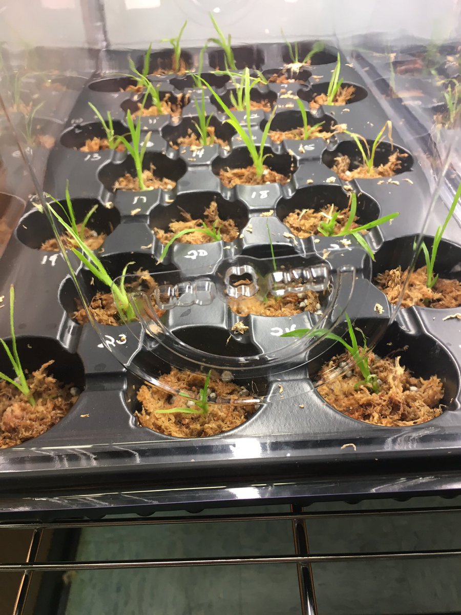 HmlOrchids's tweet photo. The orchids are thriving after the first week, all the plants seems to be growing normally and healthily! @millionorchid Hialeah-Miami Lakes https://t.co/WJhHuIIZNI