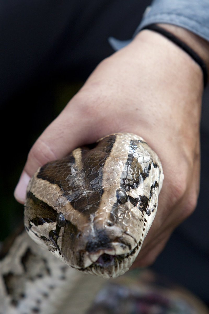 EDISPubs's tweet photo. Irula tribesmen &amp; detector dogs help @UF and @MyFWC battle #pythons in #Florida; https://t.co/ere9bkwo1k; #snake https://t.co/KKiSy42qyd