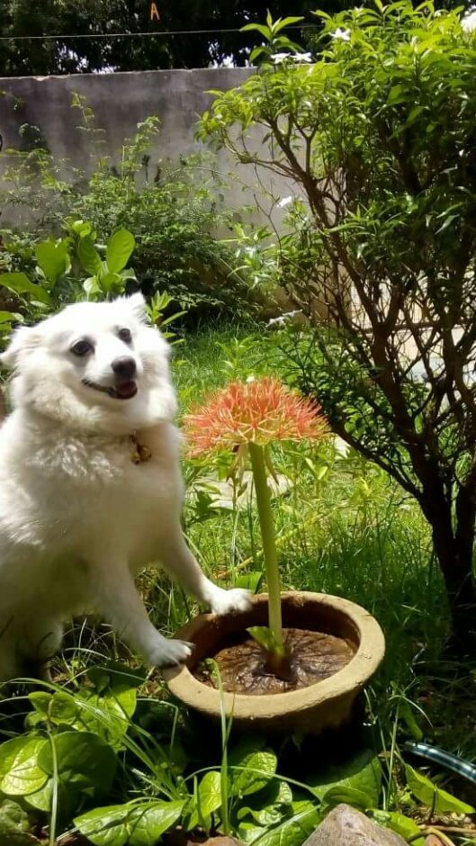 k_melophile's tweet photo. It's already an year u left us.. u vl stay in my memory all the time my dear.. love u loads.. miss u pinky.. #dog #pet #companian 😢😢😢 https://t.co/m0jObcoi6b