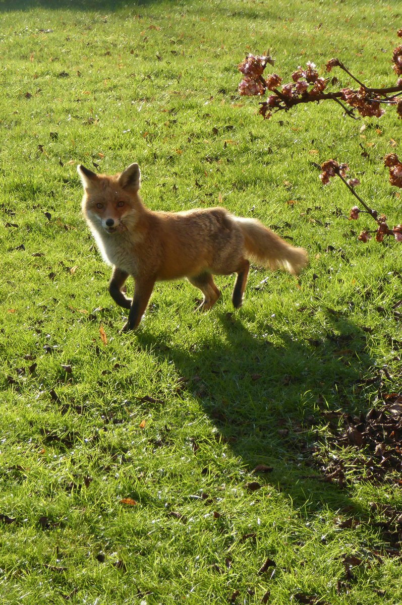 vanilla_L_cake's tweet photo. A #fox visitor this afternoon. #wildlifefrommywindow https://t.co/0SnCSLSVoH