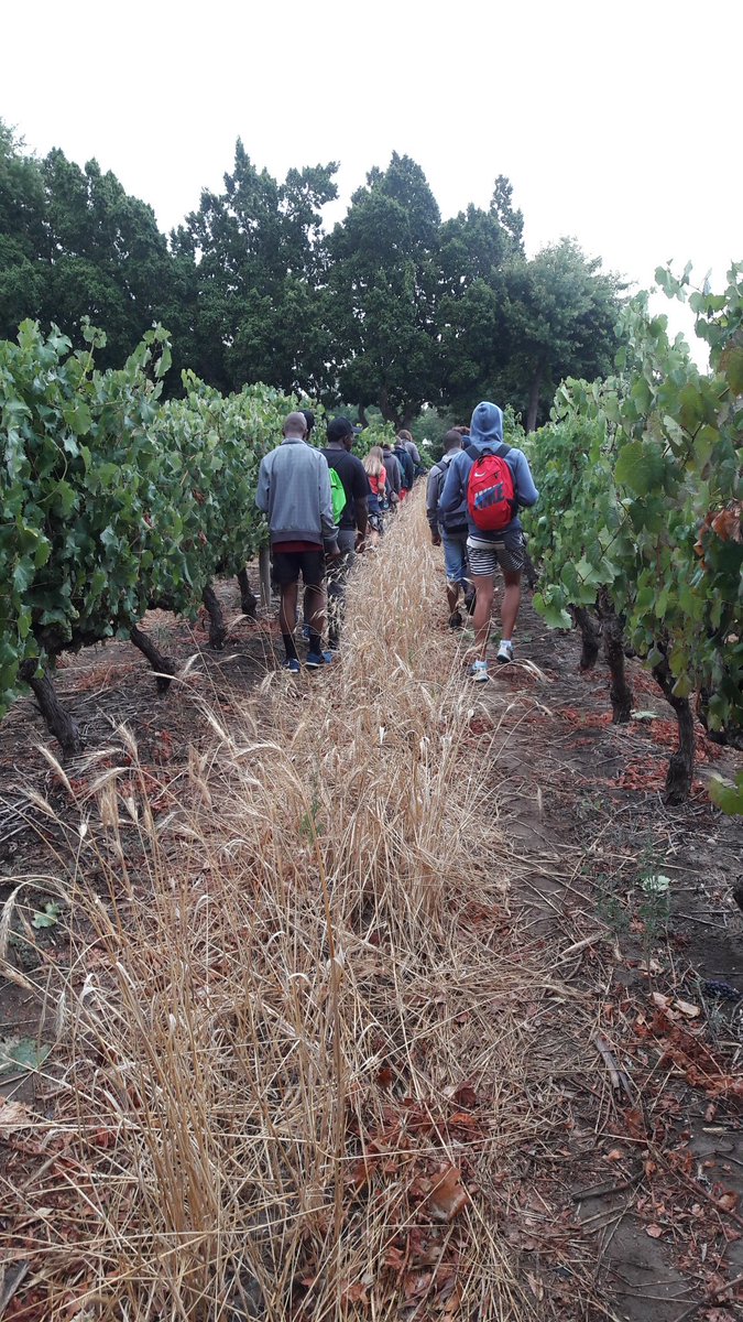 Walking through Welgevallen #vineyards in the morning rain. #ComeRainOrShine #2017 #StellenboschUniversity