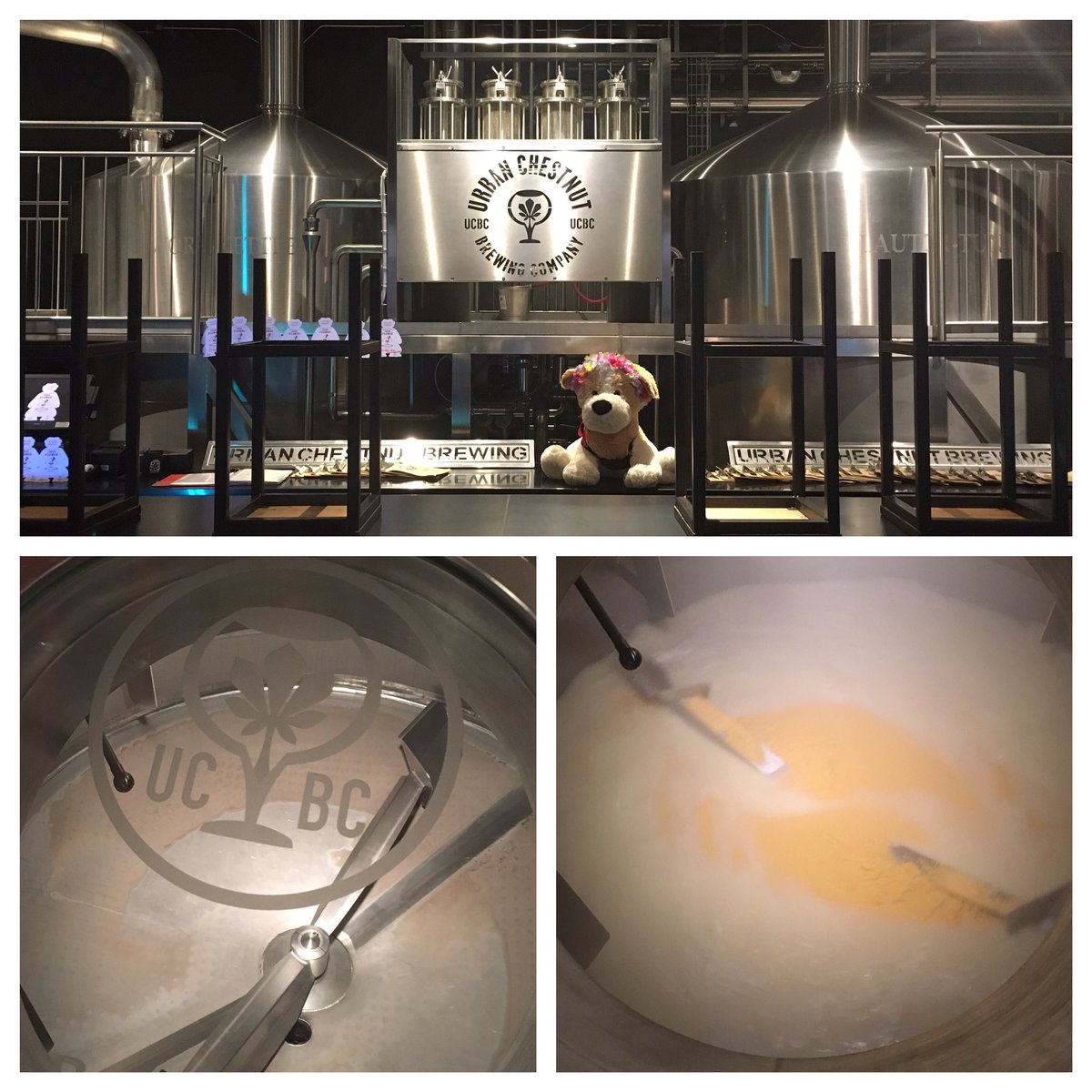 Brewing with <a href="/urbanchestnut/">UrbanChestnutBrewing</a> today! Keep your eyes peeled for the UCBC/<a href="/SunKingBrewing/">Sun King Brewery</a> Collaboration... Coming soon!