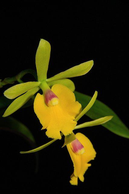 Zied Epicattleya Rene Marques x Potinara Free Spirit.